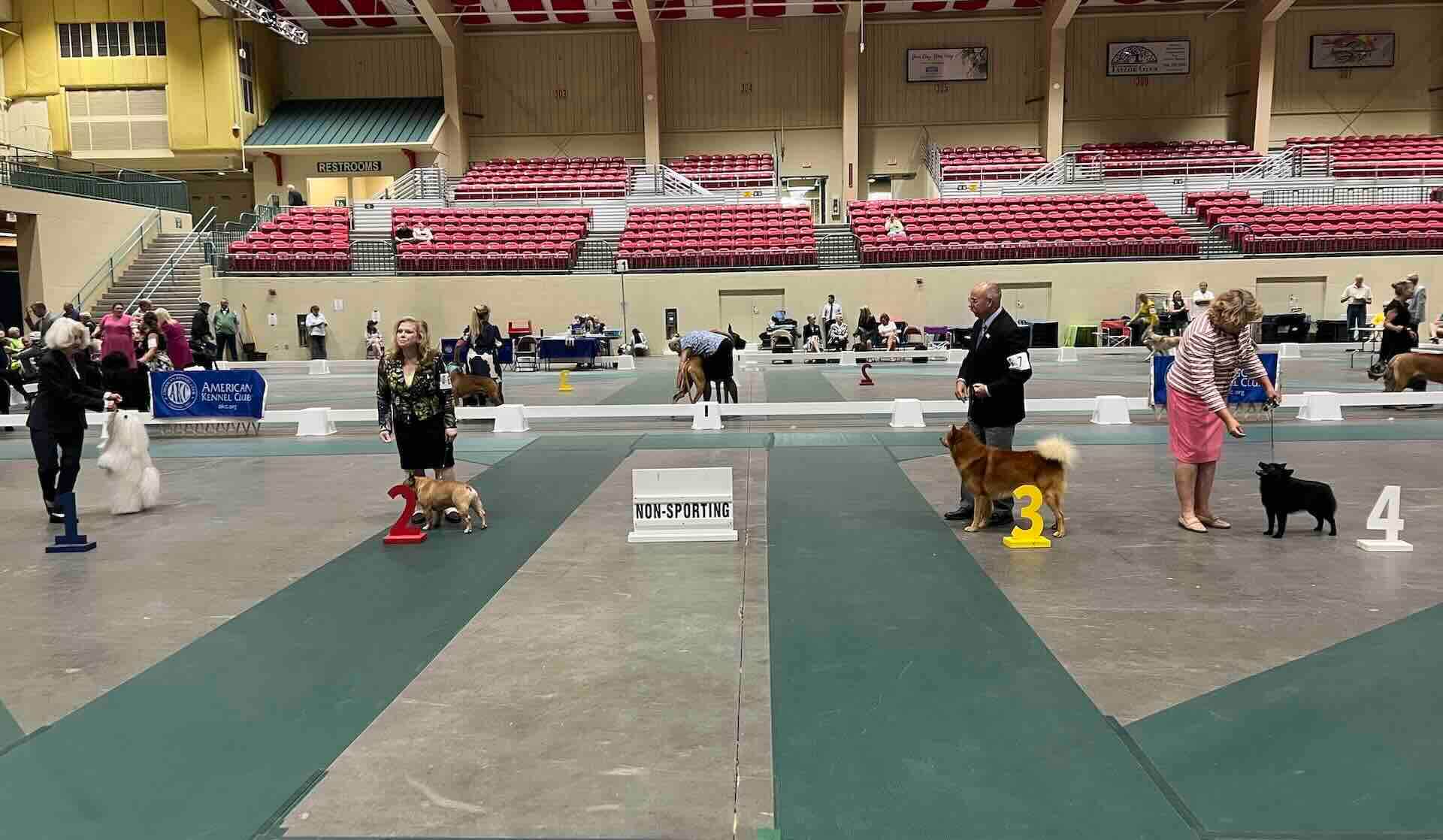 Non-sporting dog show competition with handlers and dogs.