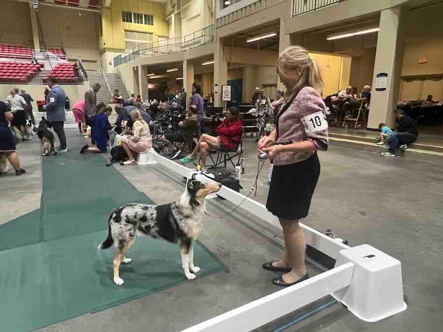 Woman presenting dog at indoor dog show