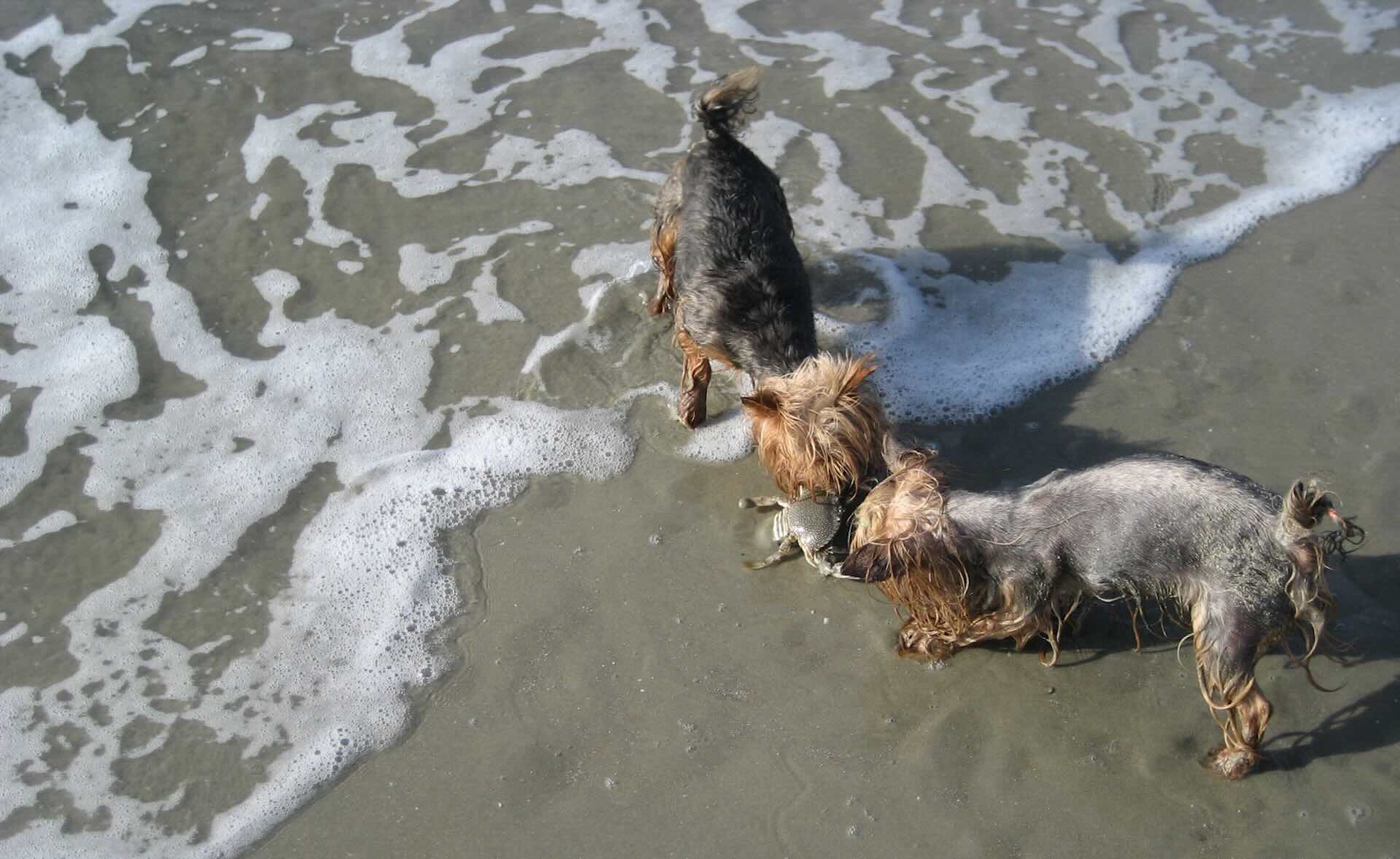Two dogs playing with crab on beach.
