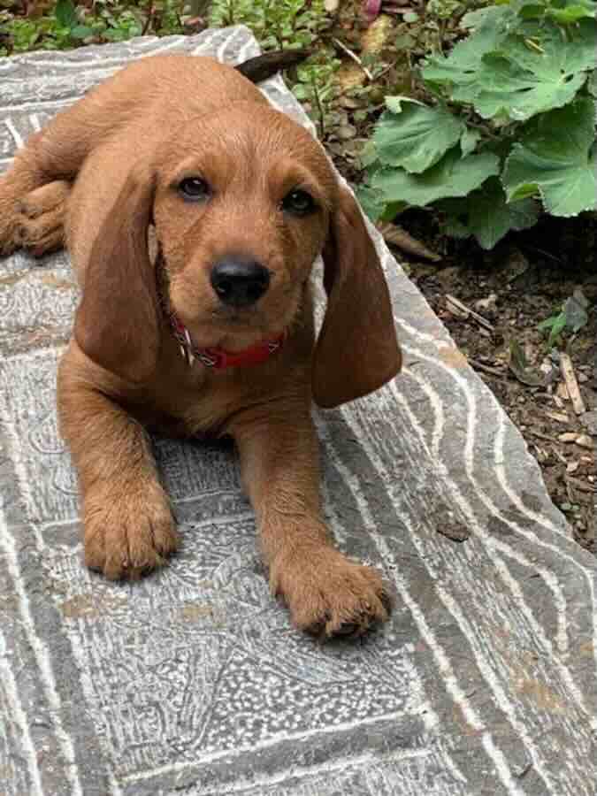 Cute brown puppy lying on rug outdoors.