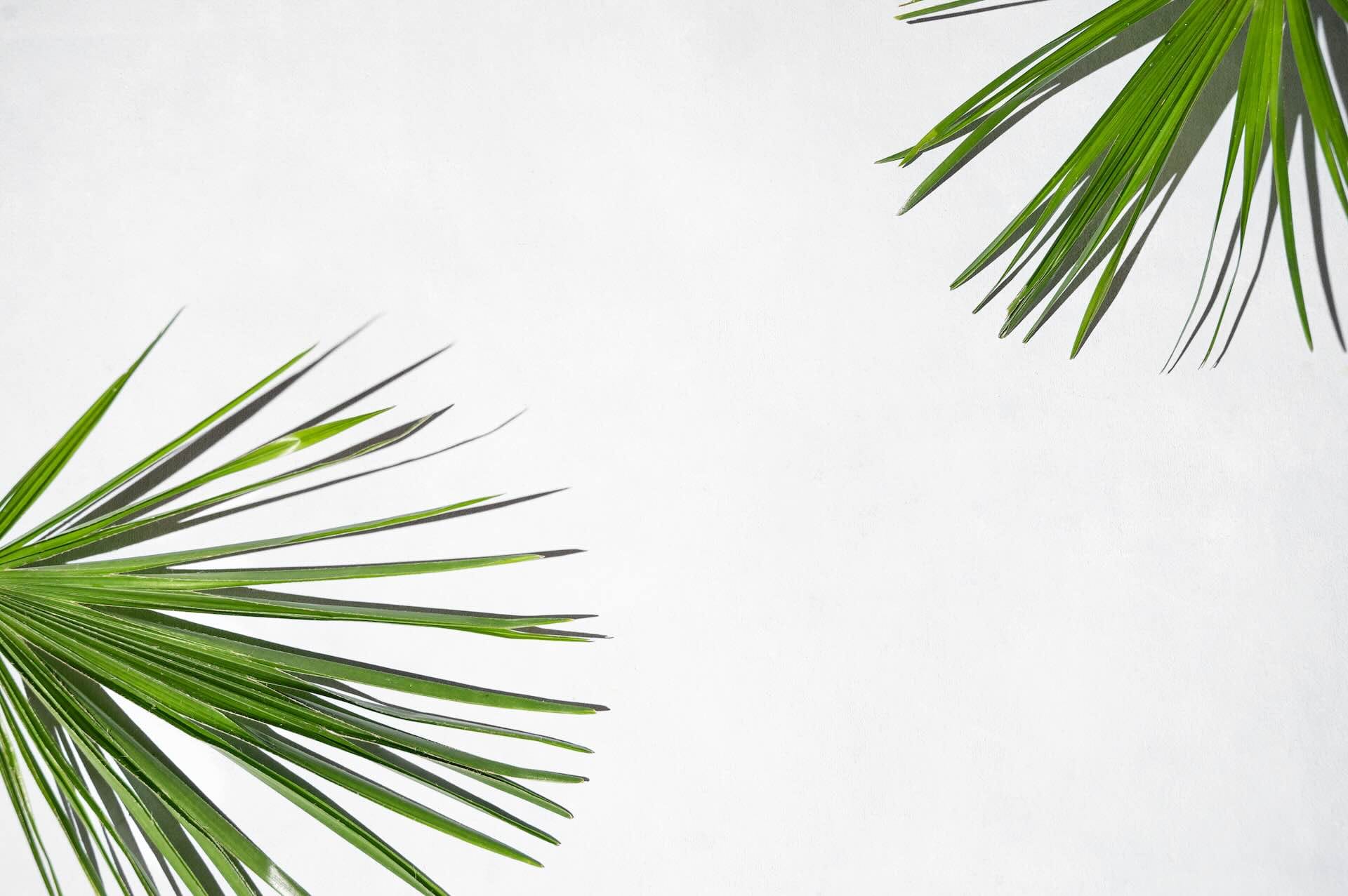 Green palm leaves on white background
