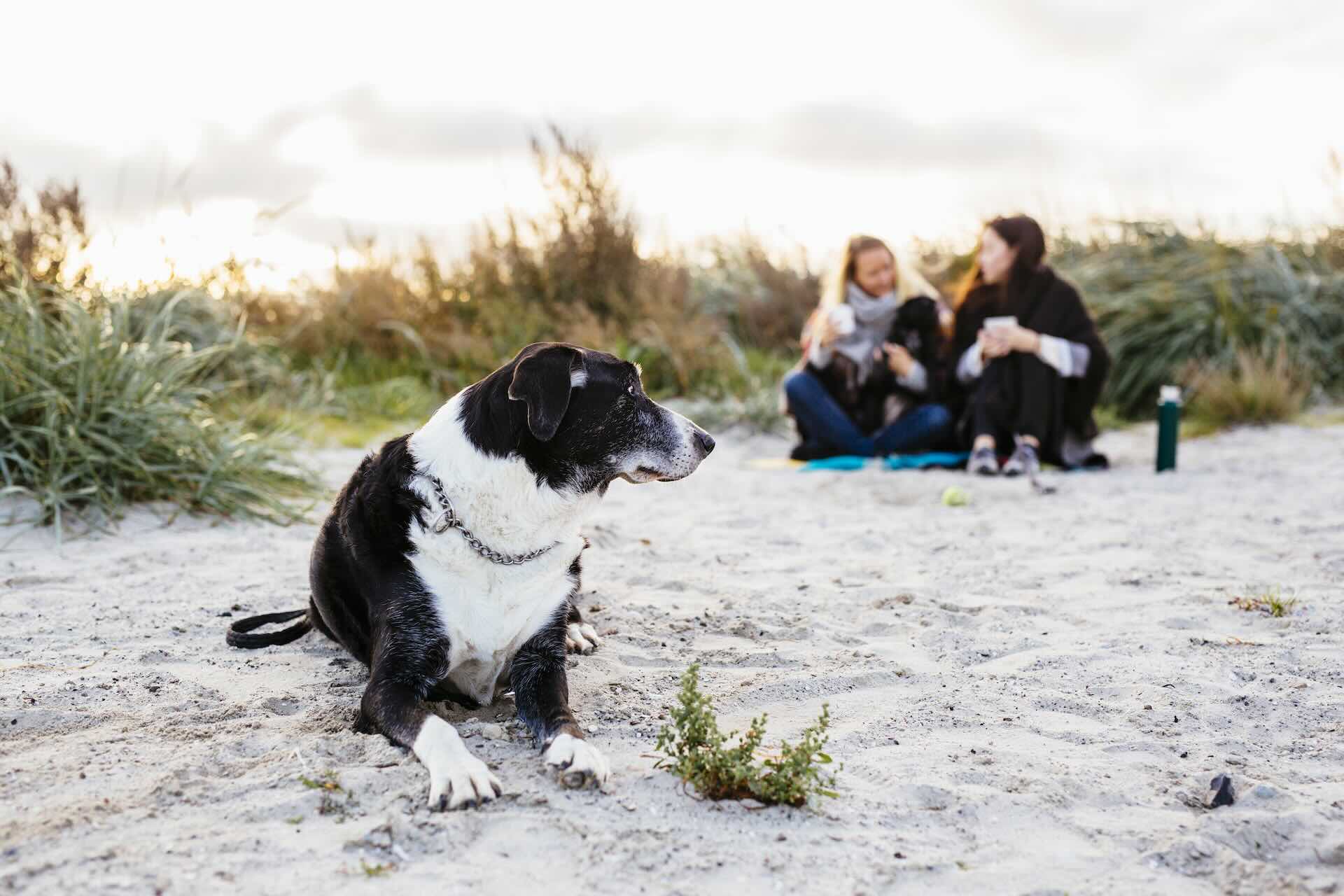 Dog relaxing on a sandy beach.